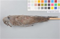 藏品(紅鳩)的圖片